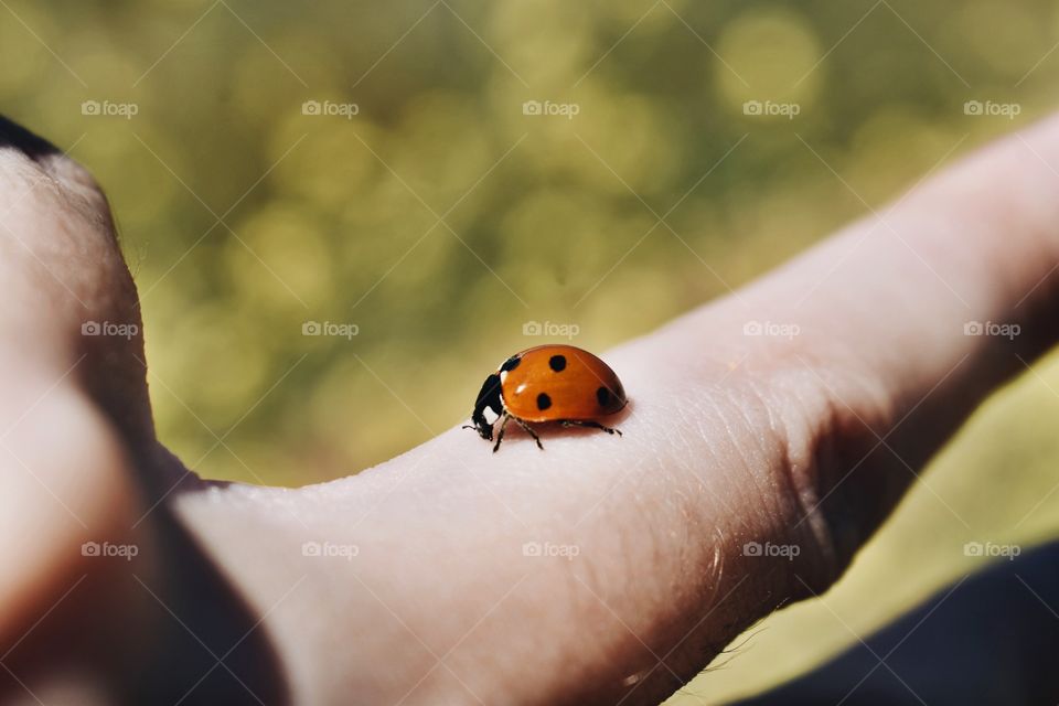 Ladybird on the finger