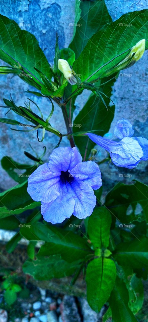 Purple kecana ornamental plant