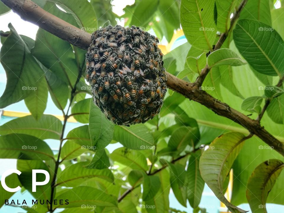 the bee closed to capture