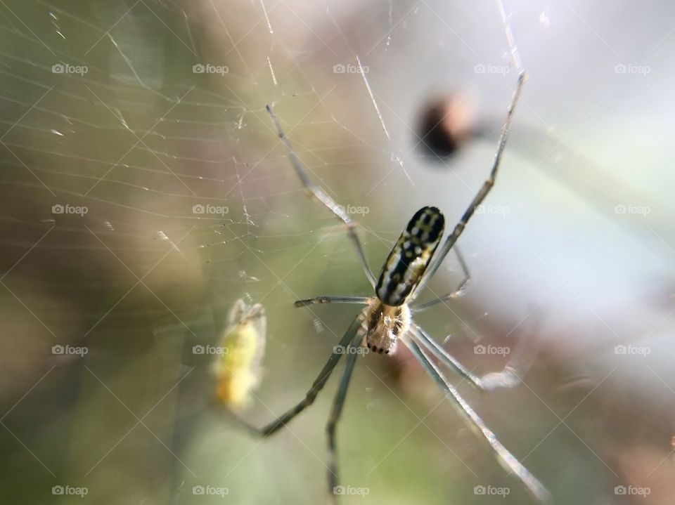 The spider and the diner | Photo with iPhone 7 + Macro lens.