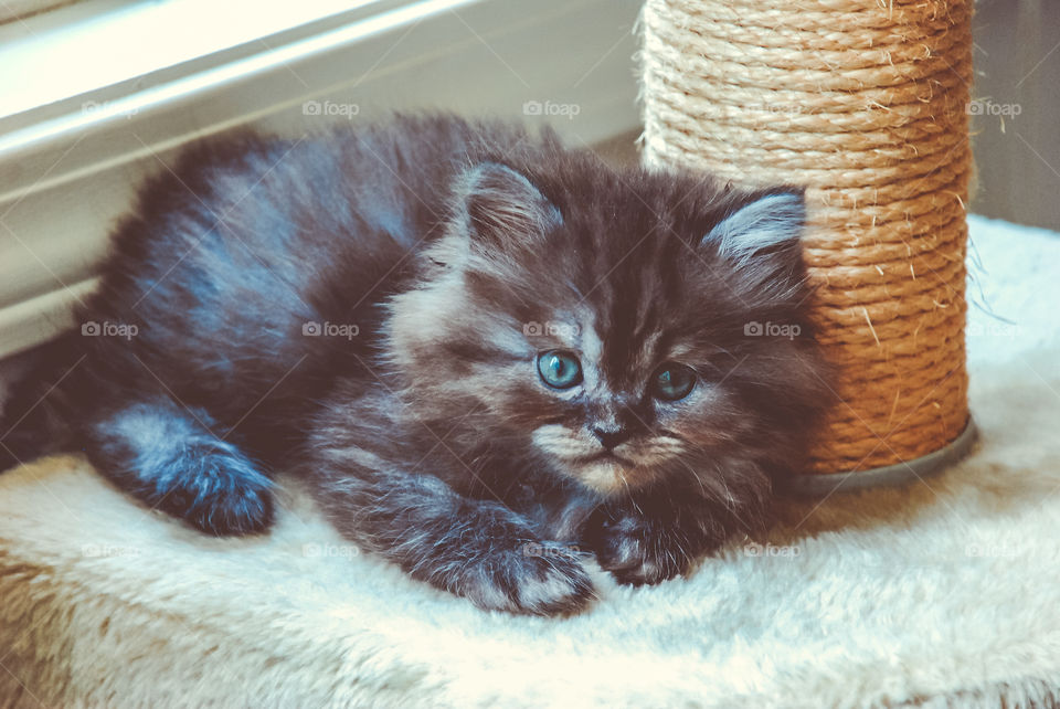 Black Smoke Persian Kitten Sitting in Cat Tree