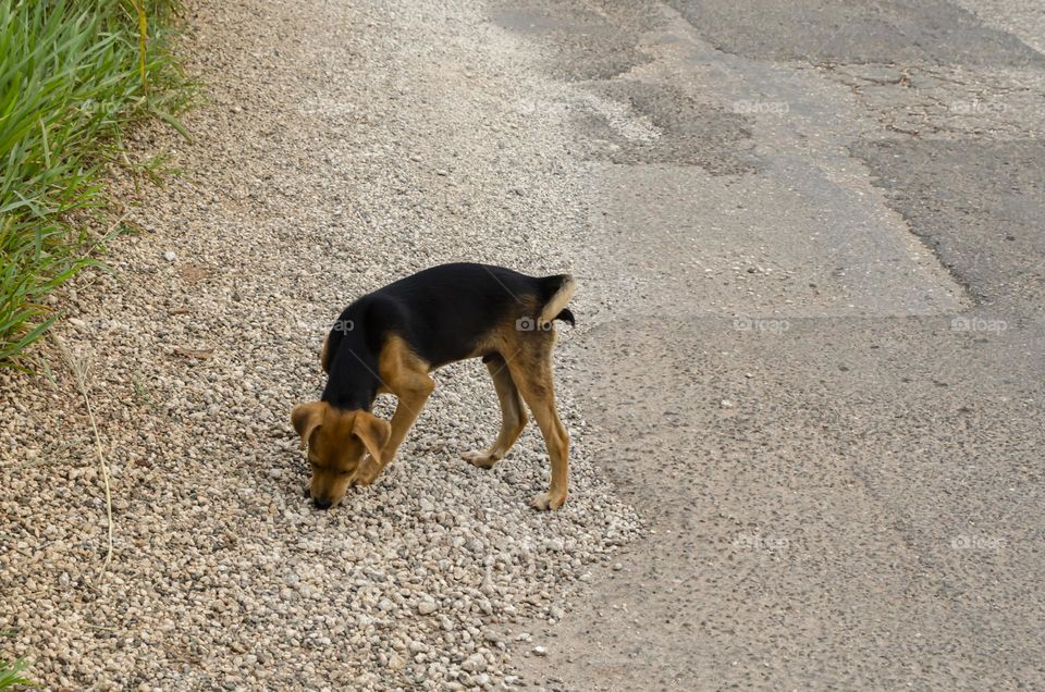 Dog On The Road