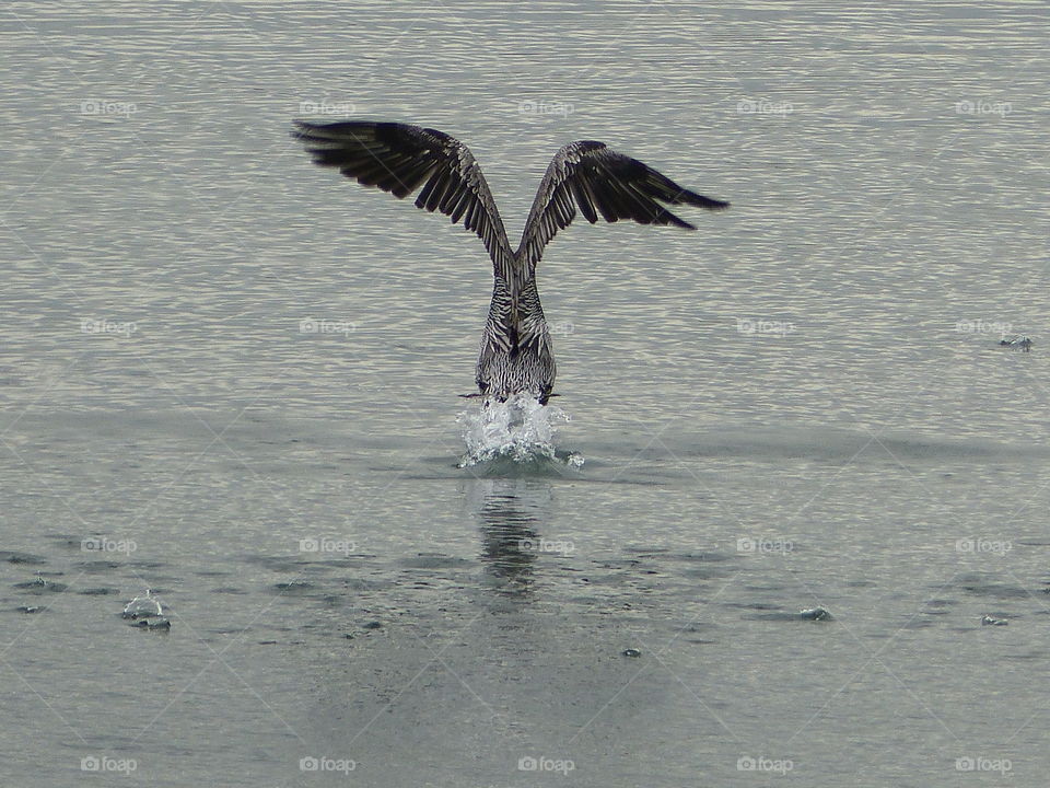 Back of pelican taking off