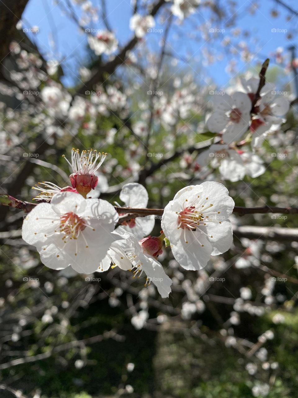Close up of the blossom