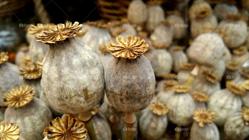 Dried poppy pods