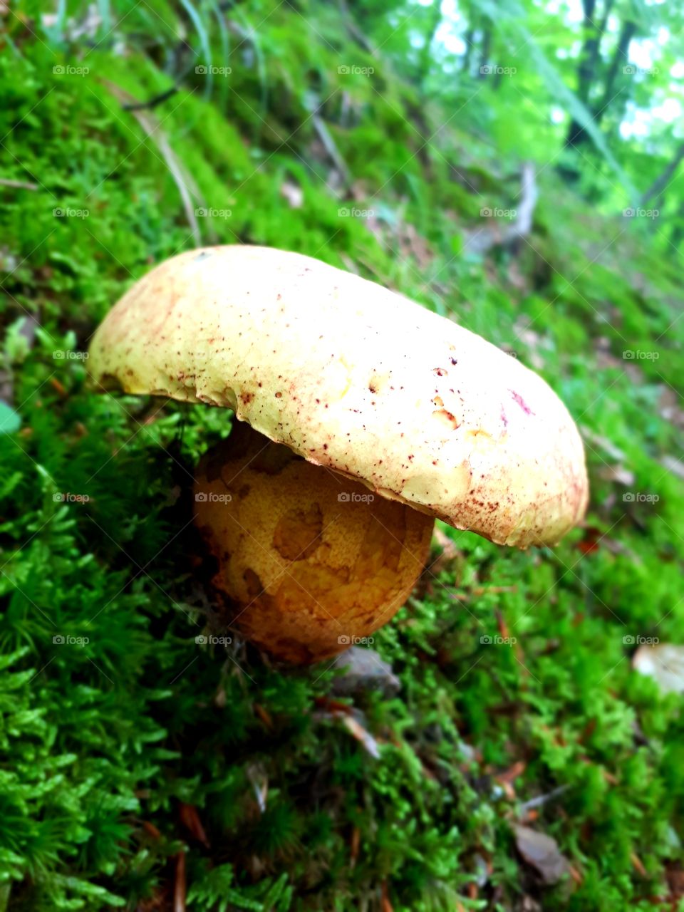 Ludara (Boletus satanas)