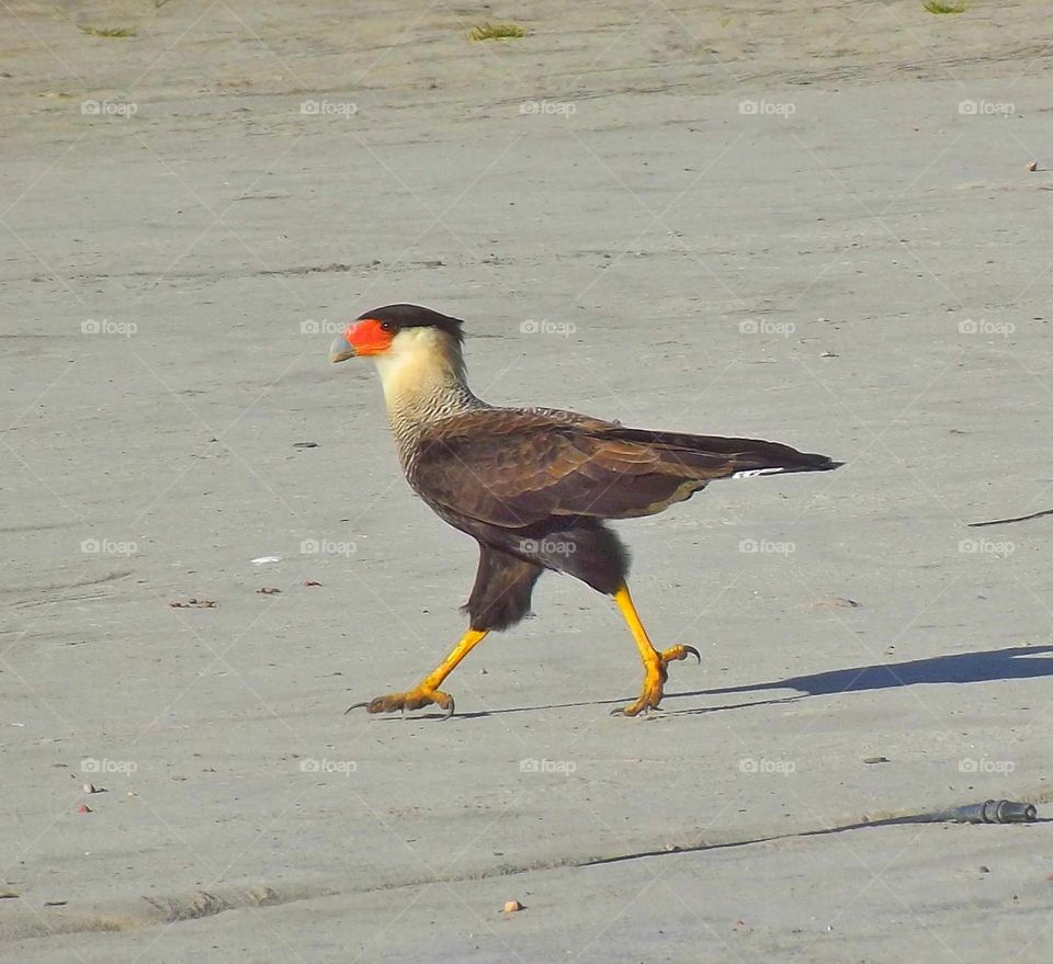 Crested caracara