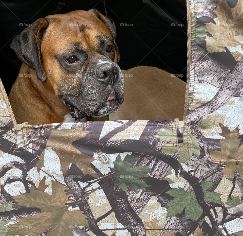 Boxer looking out the window of a hunting blind