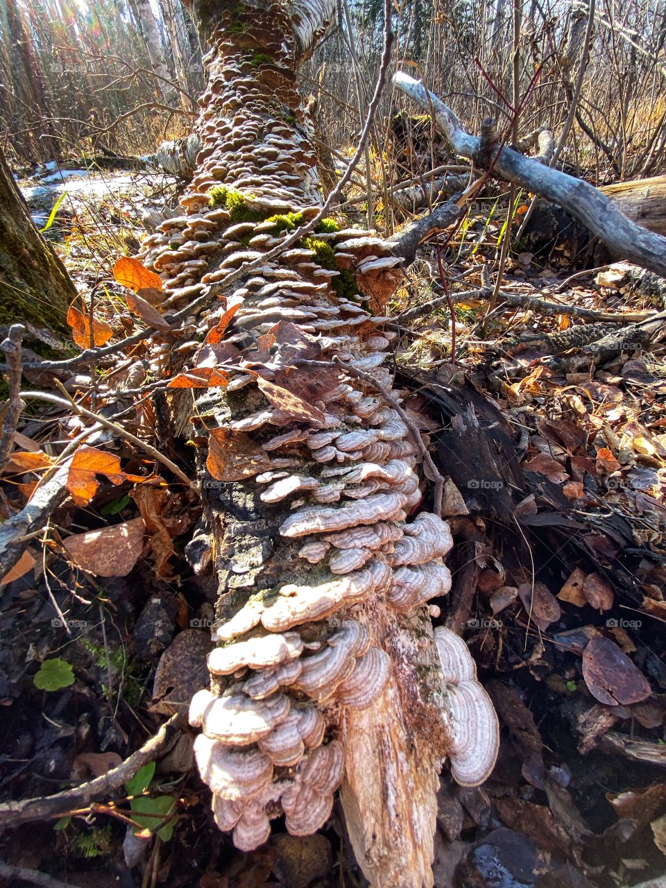 Mushroom covered log