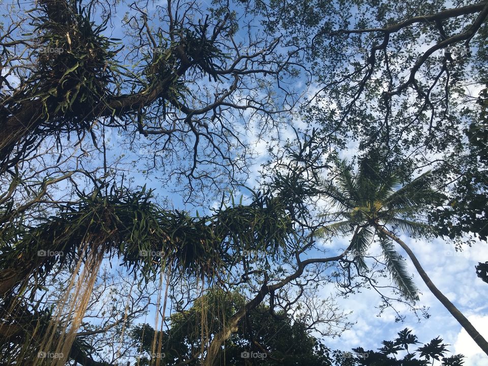 Low angle view of trees in forest