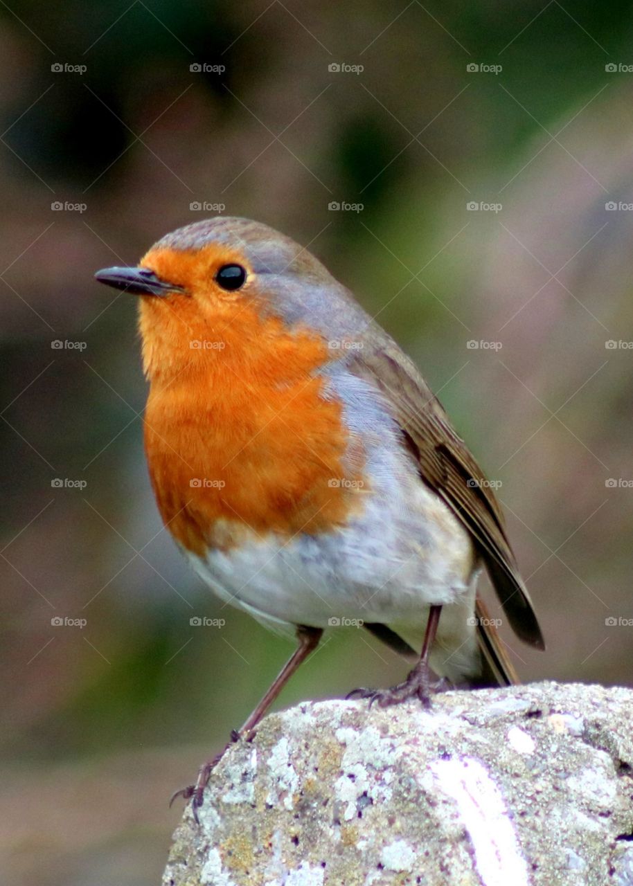 Robin