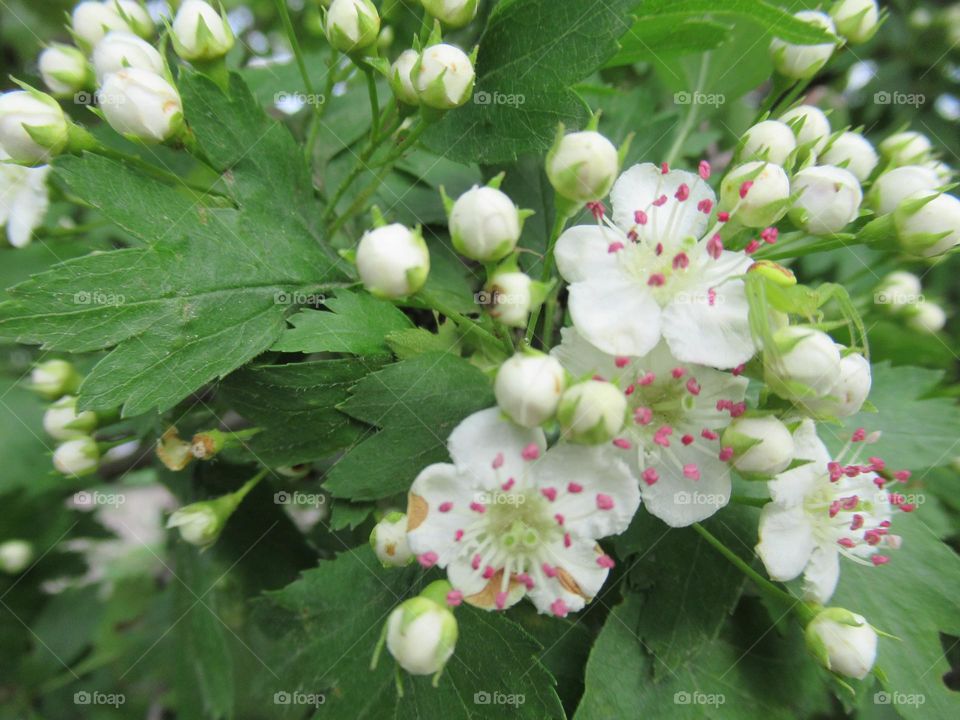 white flowers, fruit trees blooming, scents of spring