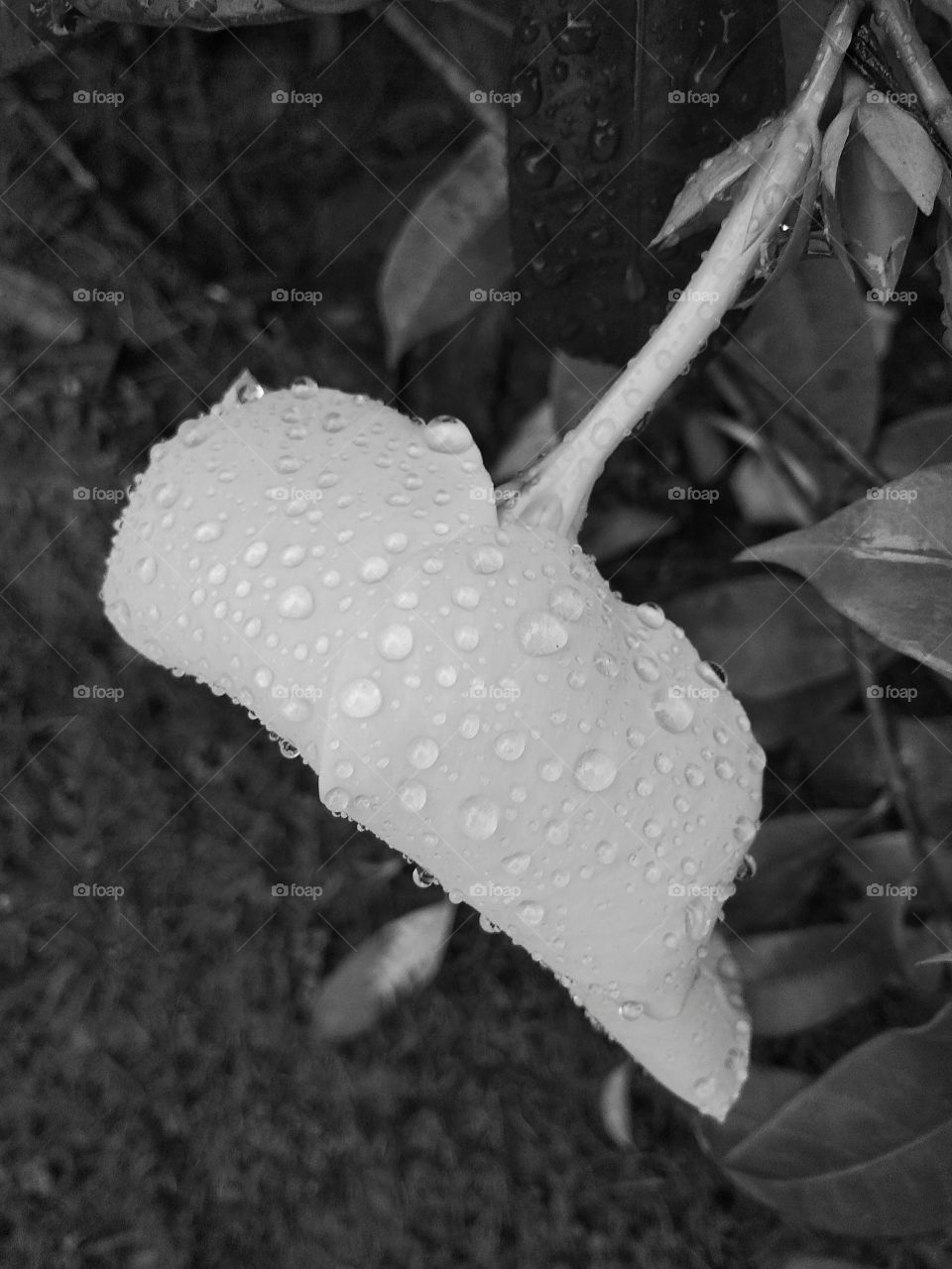 water drop on white flower