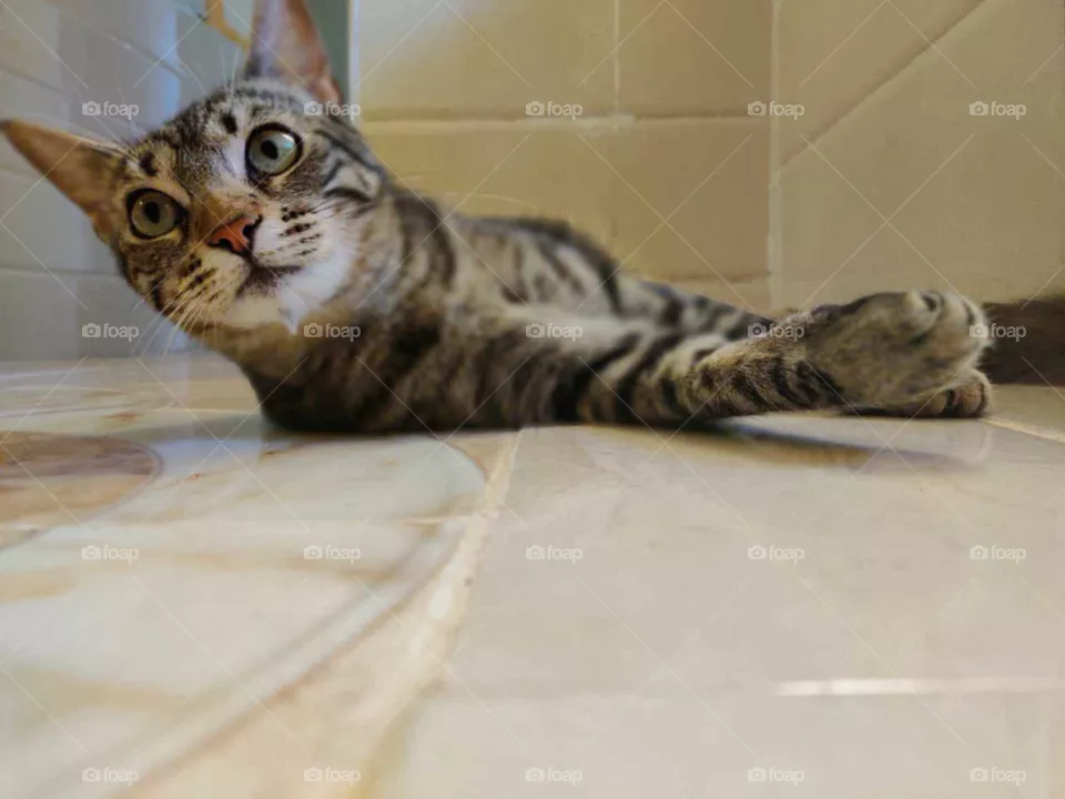 tiger cat