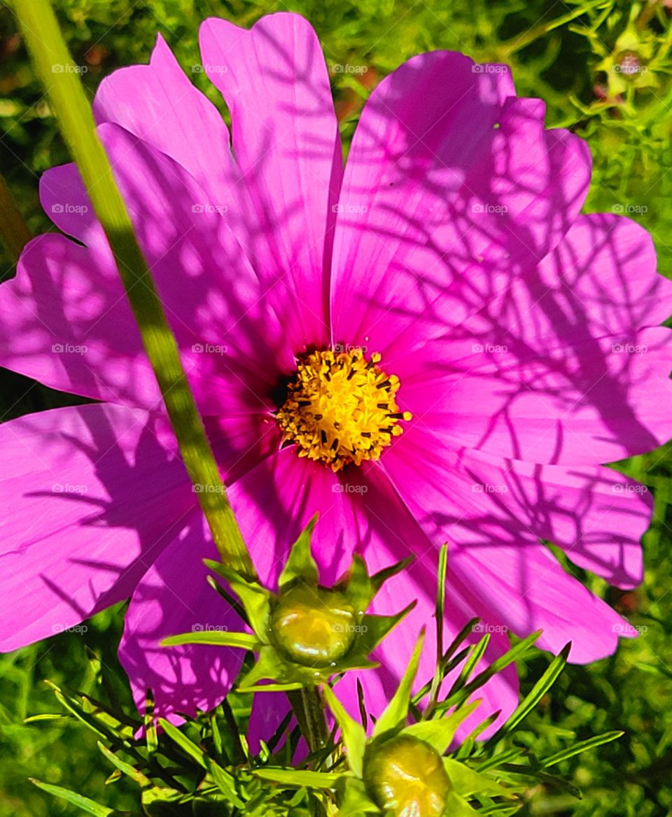 plant parts /Cosmo flower