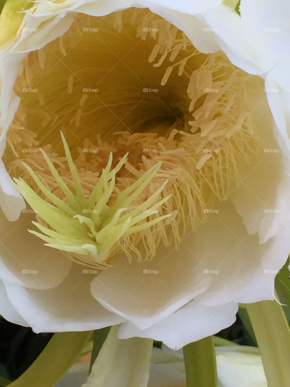 The inside of a dragon fruit flower is an exotic place.