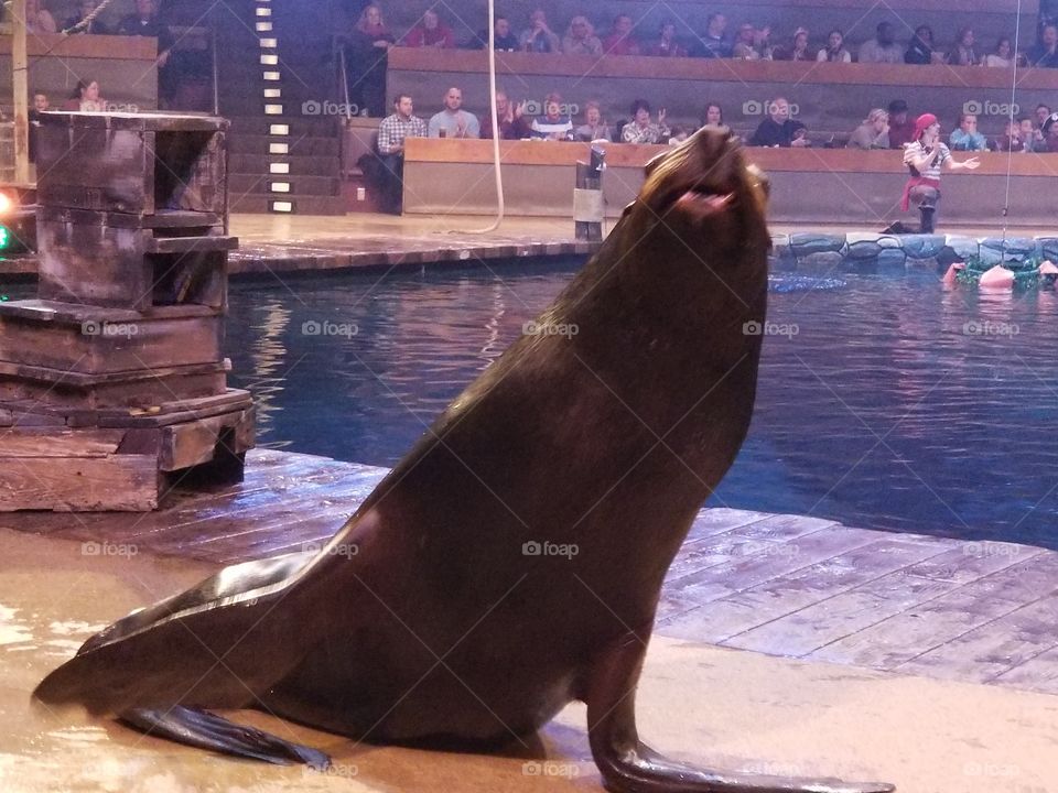 The Sea lion from Pirates voyage was by far the coolest part of it, might be my love of wildlife that made it the best but he's amazing isn't he?
