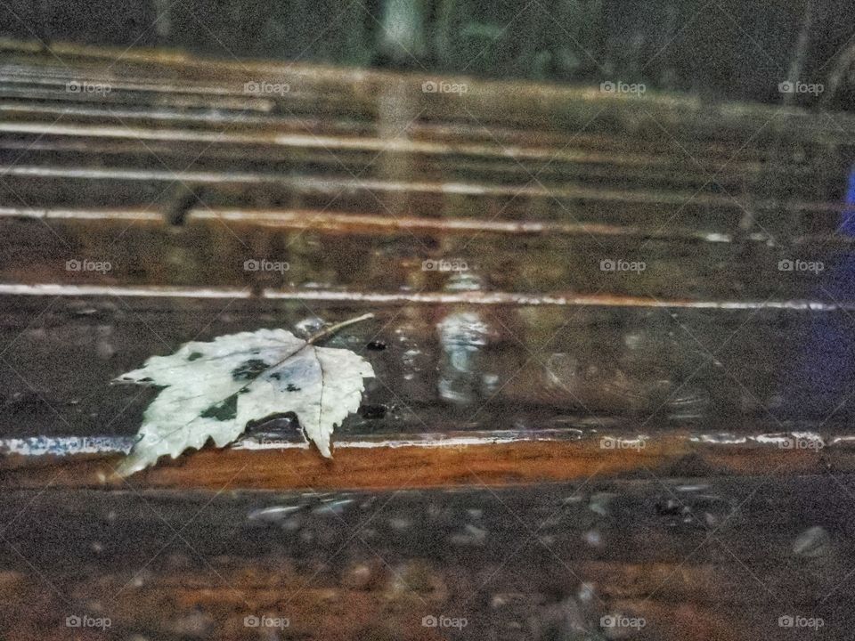 Rainy days:
Leaf on the deck.