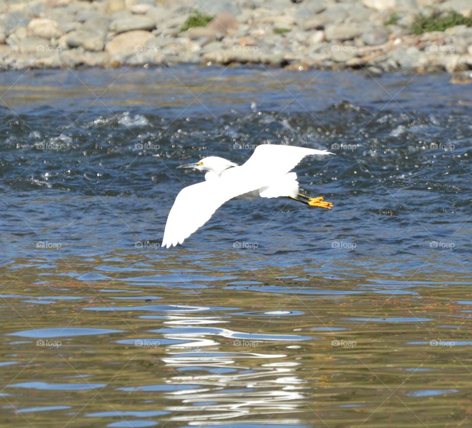 white heron bird flying over water