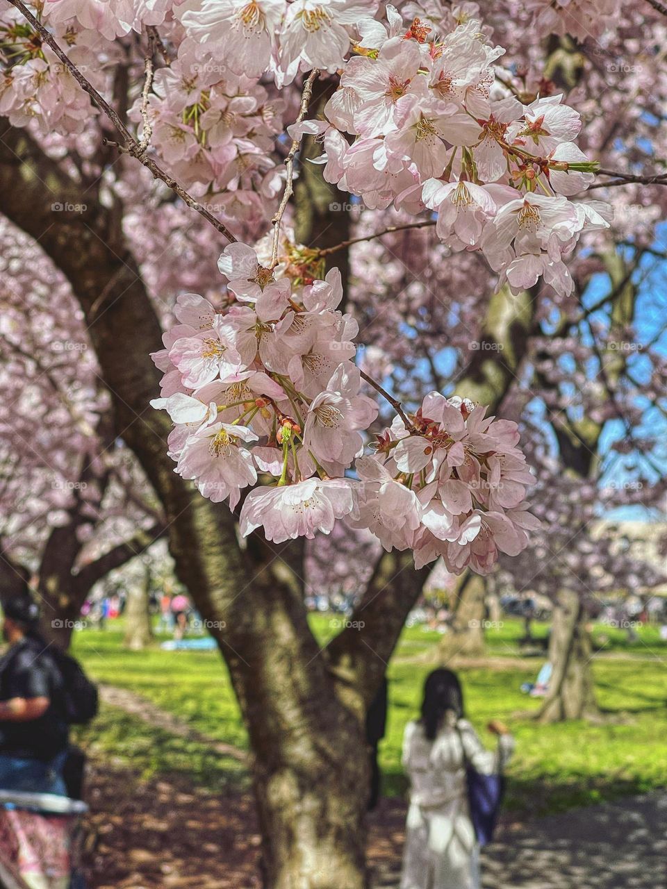 Cherry blossoms in a city park 