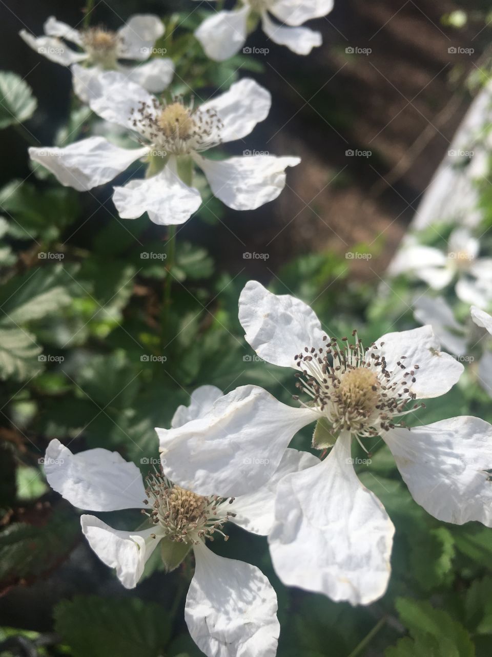 Blackberry blossoms of great promise- delicious fruits to enjoy and share with friends and neighbors!