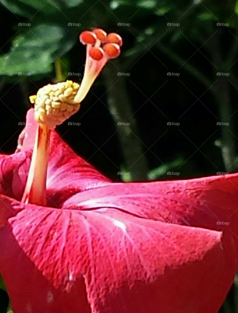 Pink Florida Hibiscus. No filter, Android