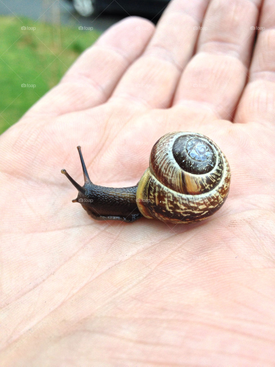 HOUSE, HAND, SLOW, SNAIL