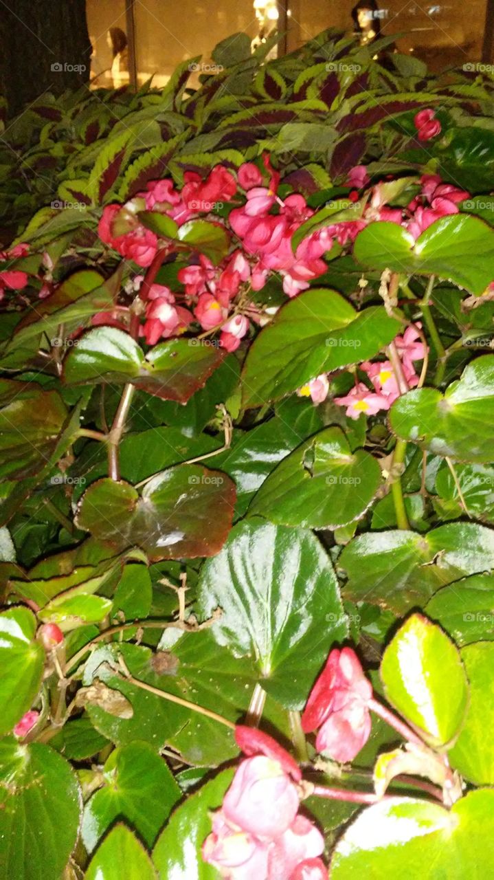 Leaf, Nature, Flora, Garden, Flower