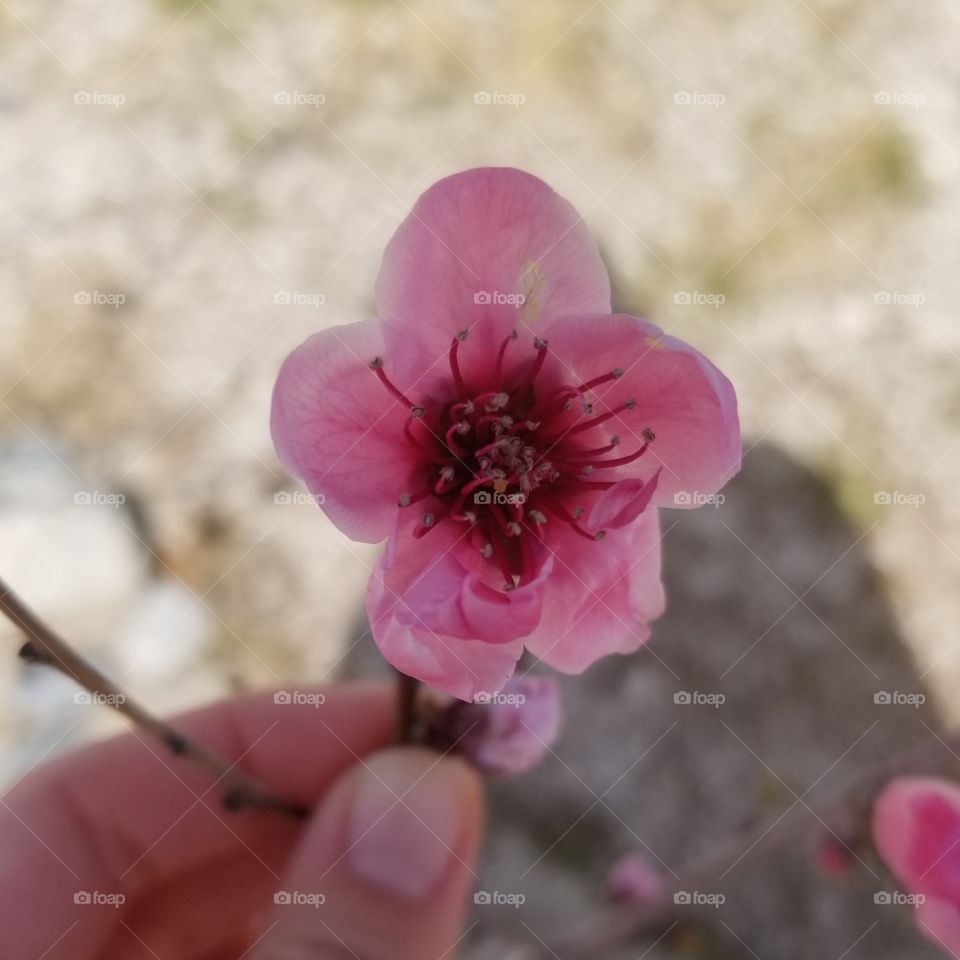 Pink Peach Blossom