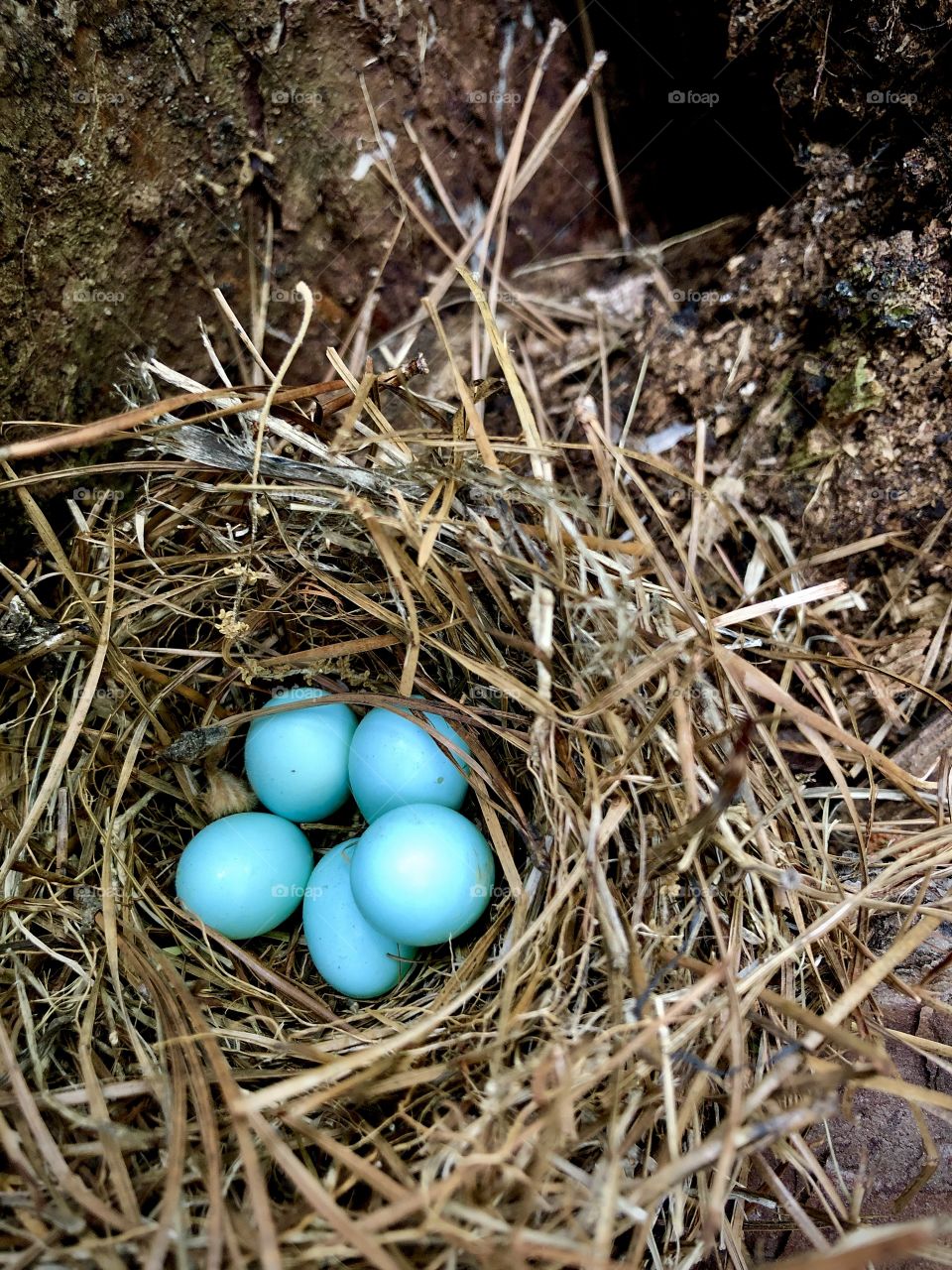Five bluebird eggs in nest