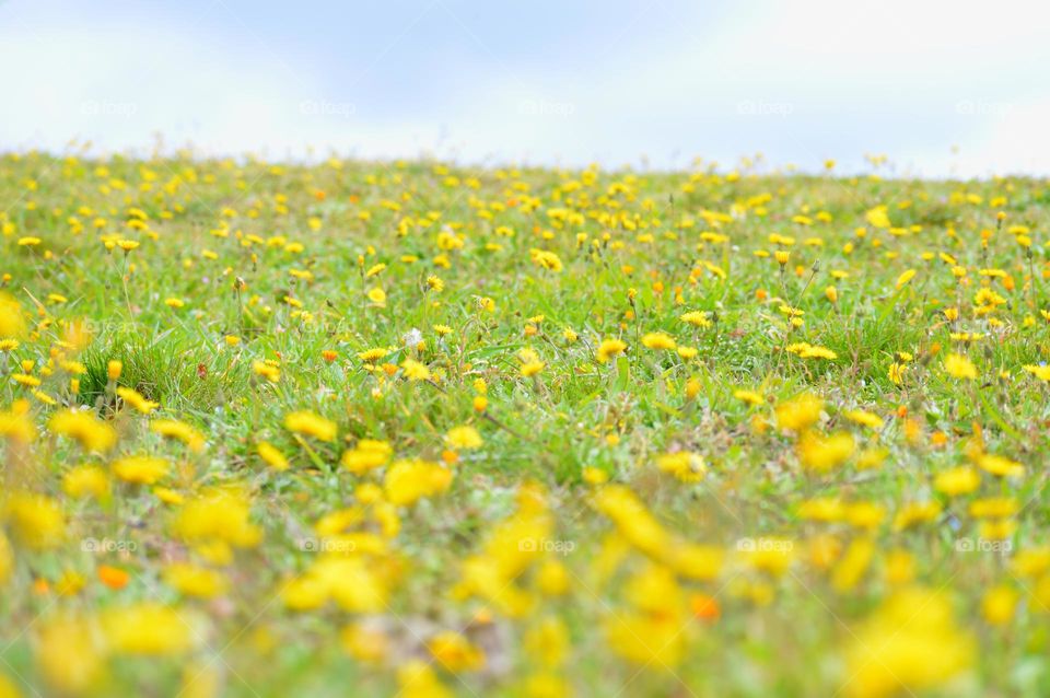 Yellow Spring field