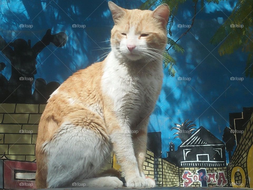 Beautiful cat looking at camera