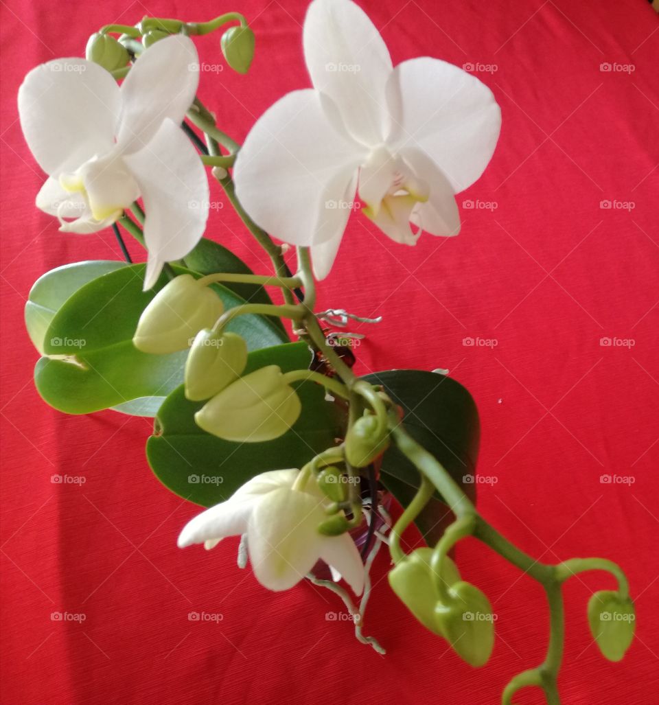 White orchid on a red table