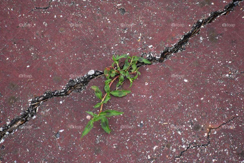 A weed growing through the cracks