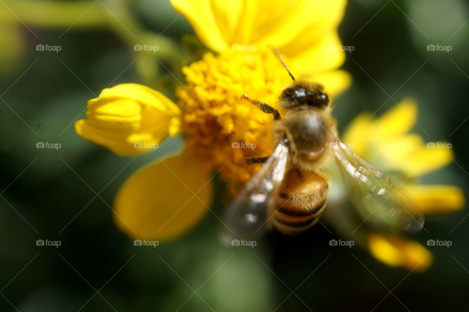 Bee