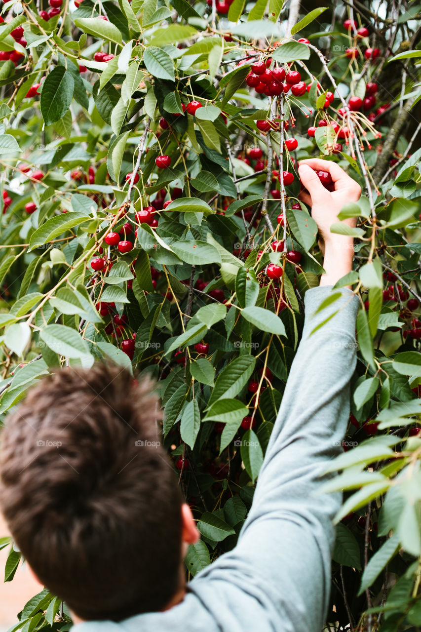 Young man picking cherry berries from tree