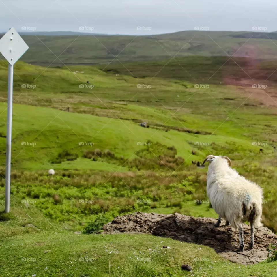 Sheep