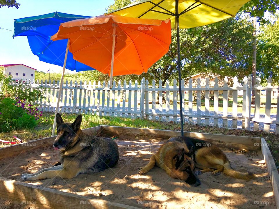 German shepherd dogs cooling in the shade of multicolor umbrellas 