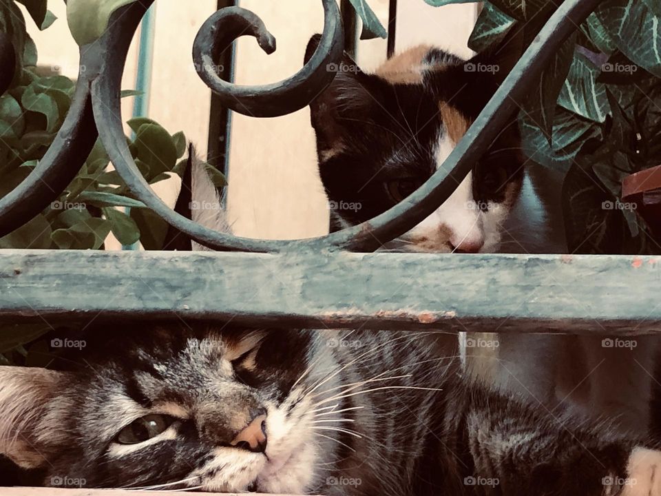 Two cats looking at camera from window