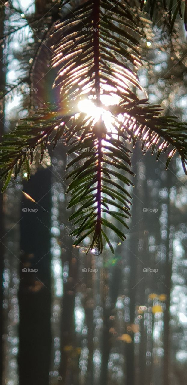 sonne hinter eibenzweig