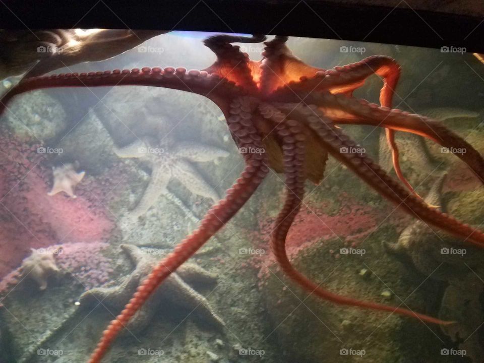 Escaping Octopus