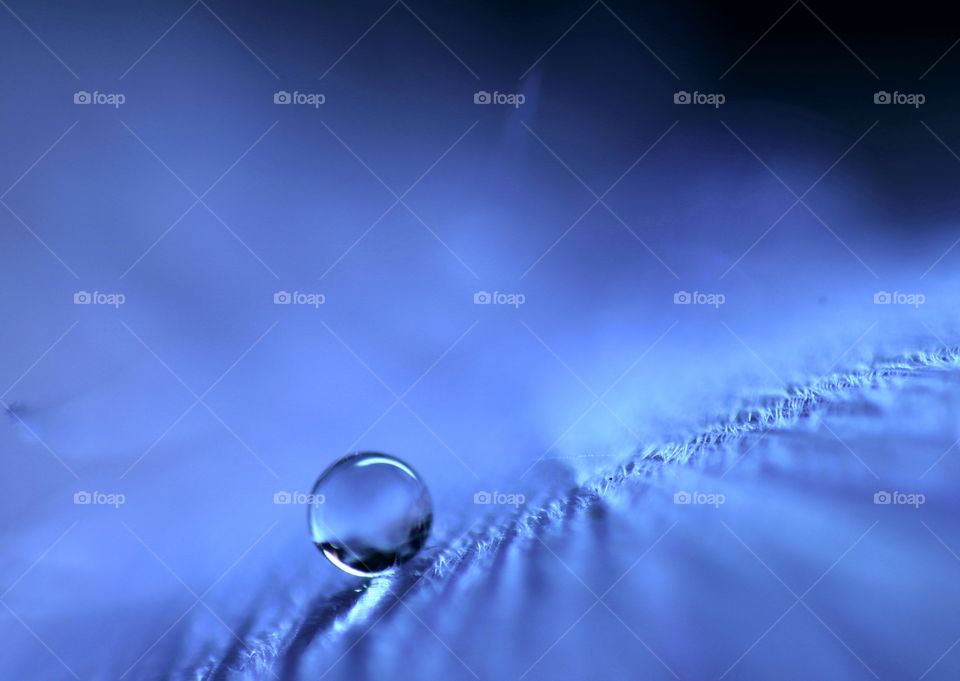 Drop of water on a feather.