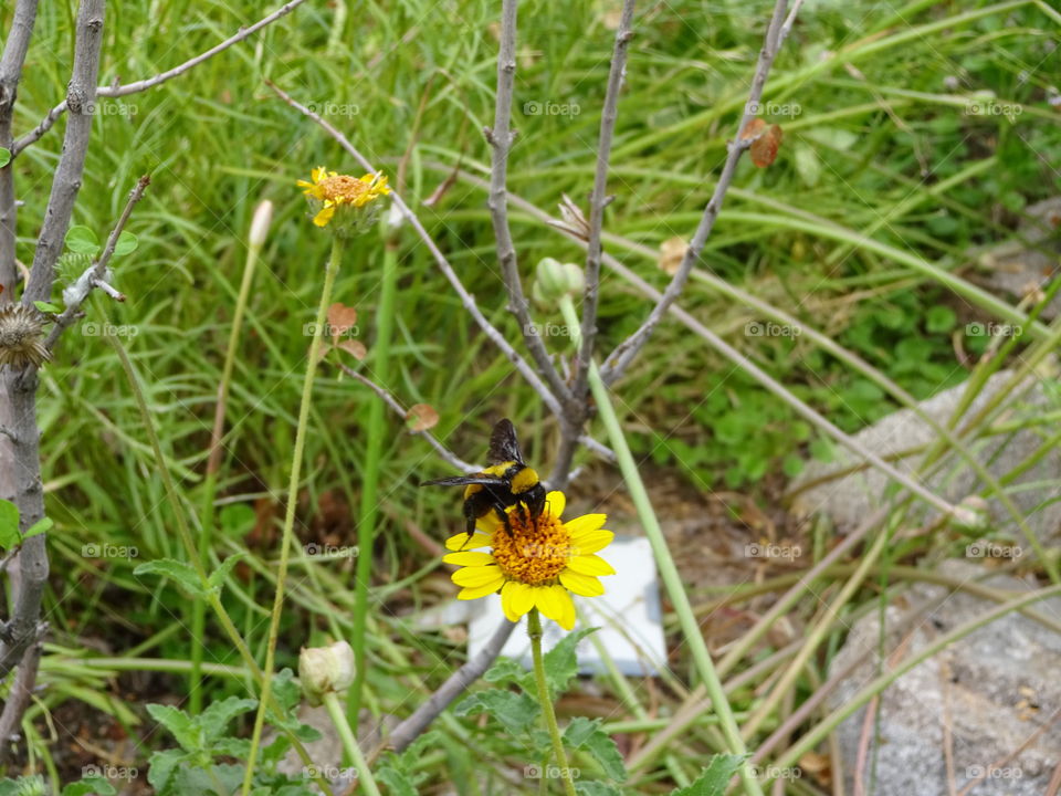 bee in a flower