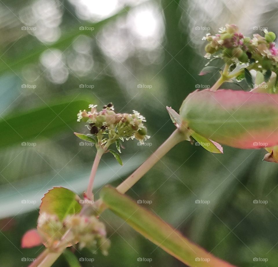 Vibrant colorful wild flowers and fruits.