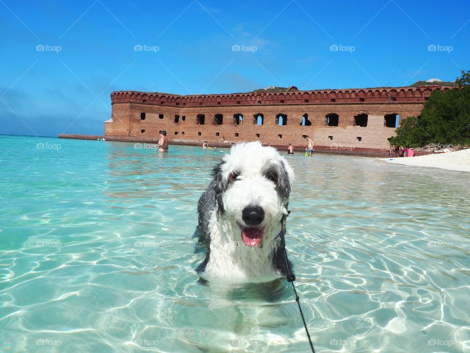 Dry tortugas doggie beach 