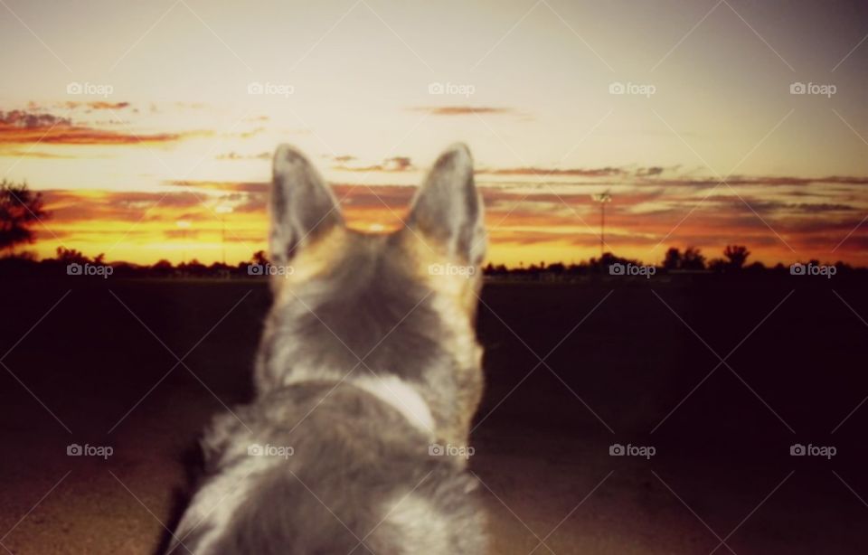 My Dog Looking at the sunset