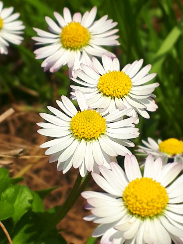 daisy