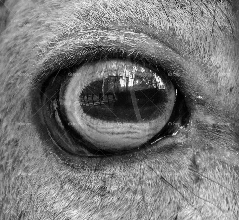 macro animal eye mammals by bubu