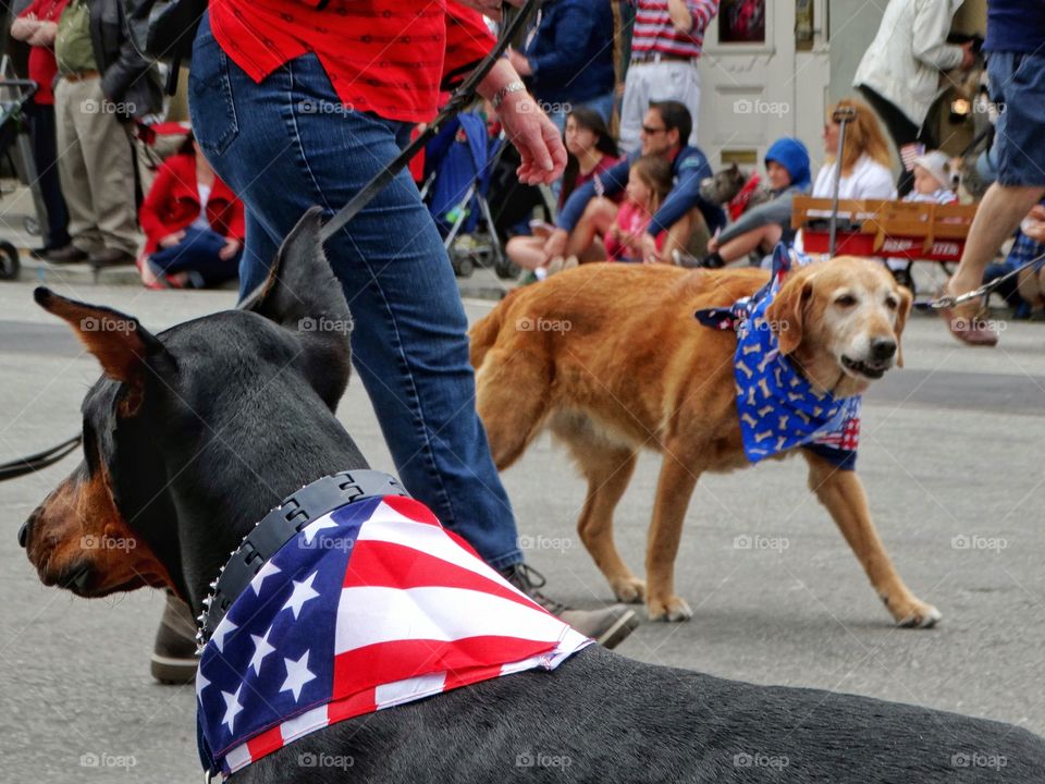 Patriotic Dogs
