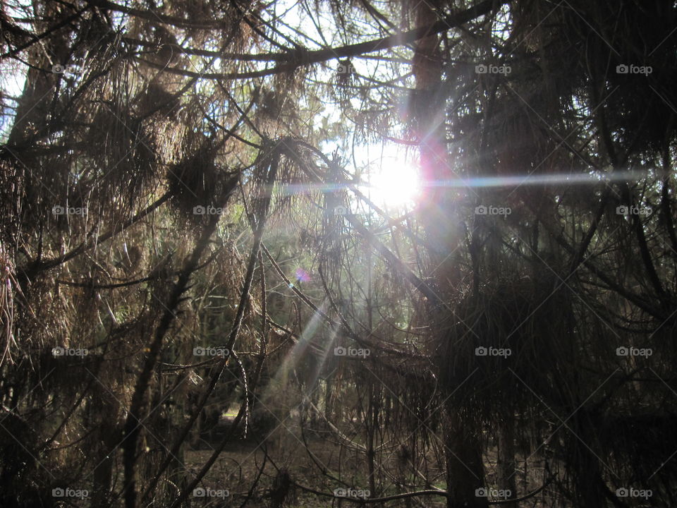 Sunrays Through Branches